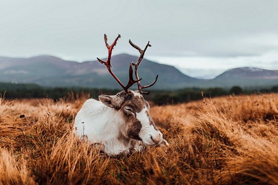 Aviemore