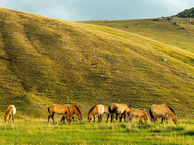 Parc national de Khustain Nuruu