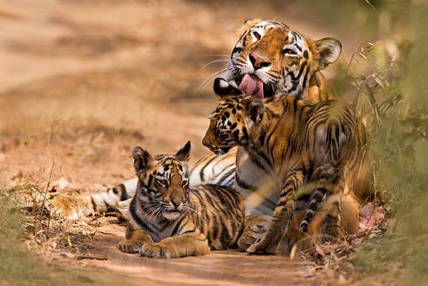 safari Inde