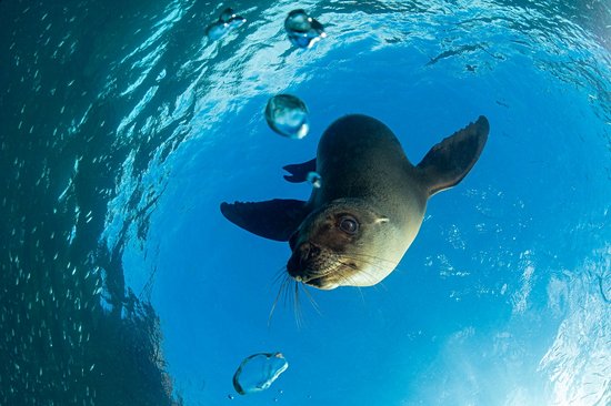 Faire du snorkeling avec les otaries