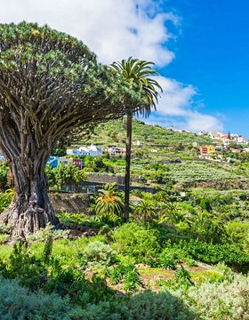 Les plus beaux lieux de Tenerife