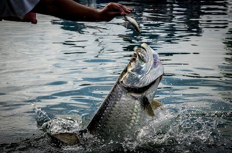 S’initier à la pêche sportive