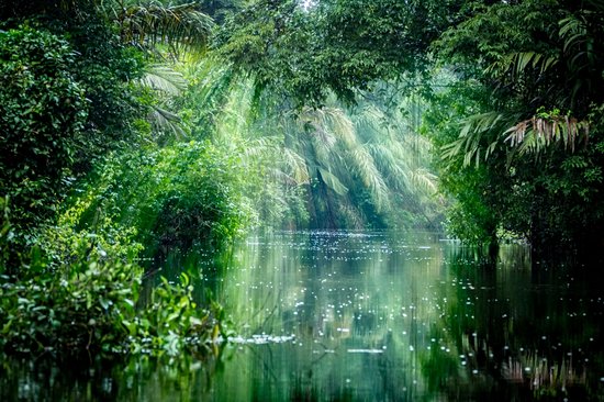 Parc national Tortuguero
