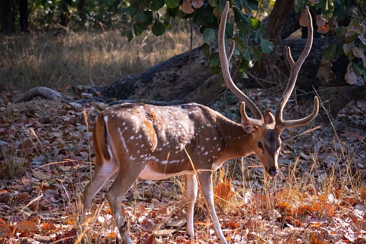 Les parcs du Madhya Pradesh 2