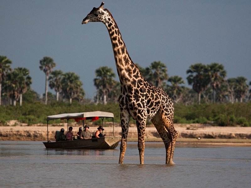 Le parc national de Nyerere (ex-réserve de Selous)