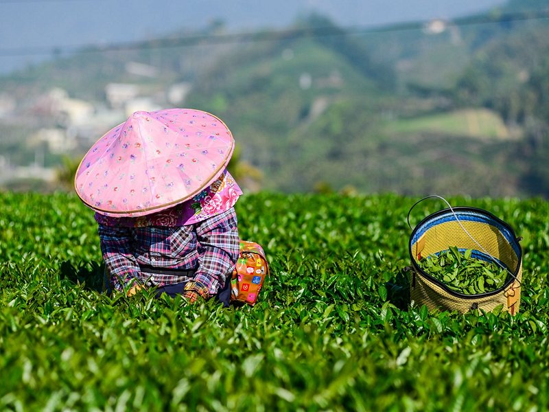 Montagnes de thé du comté de Chiayi