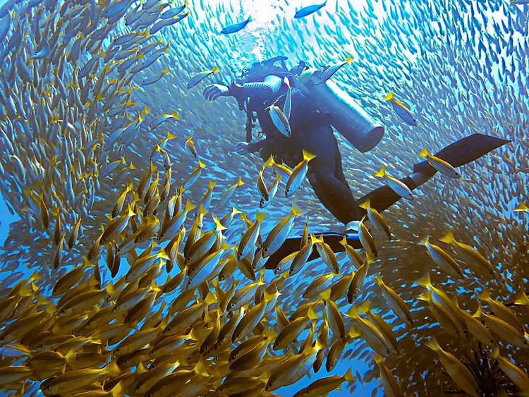 Plonger aux îles Phi Phi 3