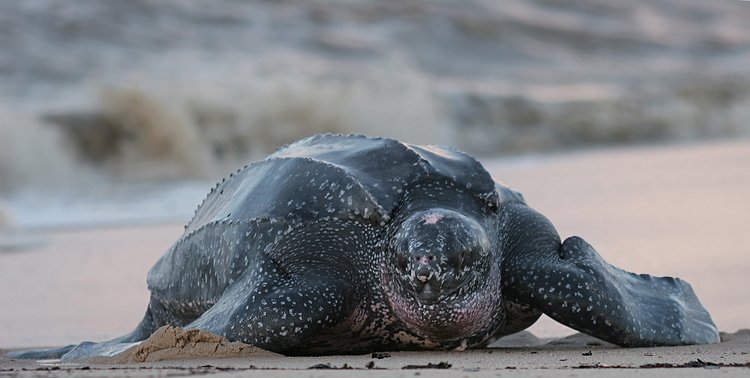 La Tortue Luth
