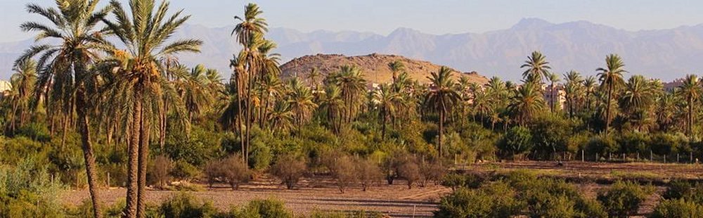 La Palmeraie