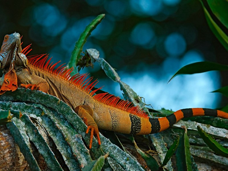 Parc national Corcovado