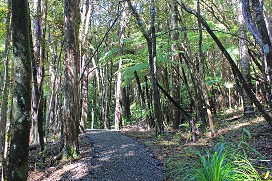 Goldie Bush Scenic Reserve