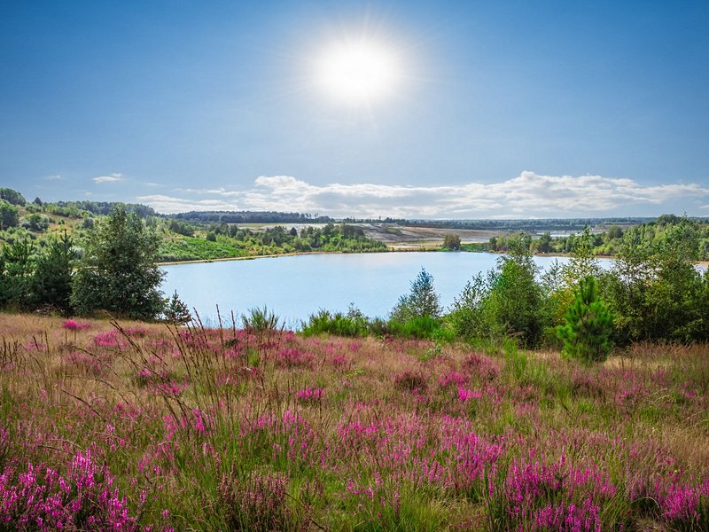 Parc national de la Haute Campine