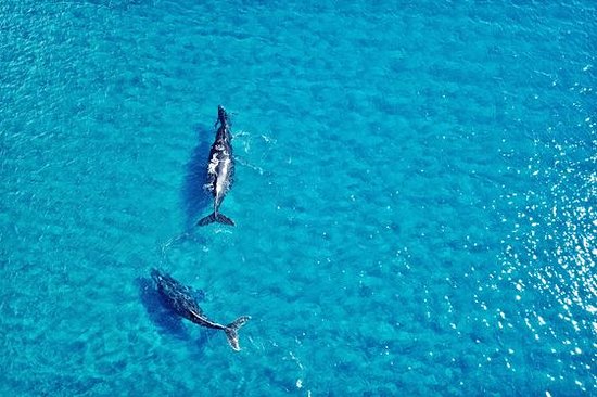 Observer le balai merveilleux des baleines à bosse