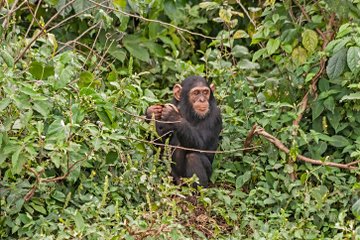 Chimpanzee Island