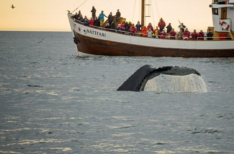 Observer le ballet des baleines 