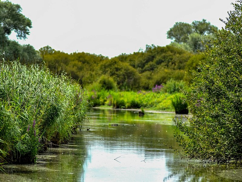 Marais de Brière