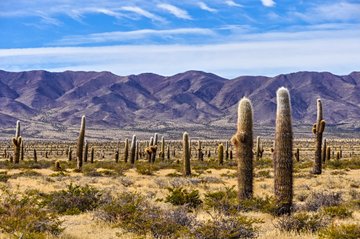 Parc national Los Cardones