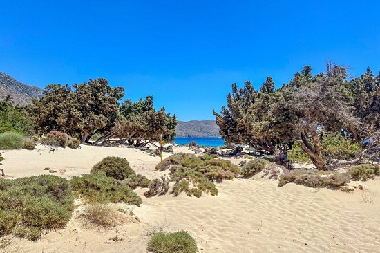 Dunes et cèdres du lagon