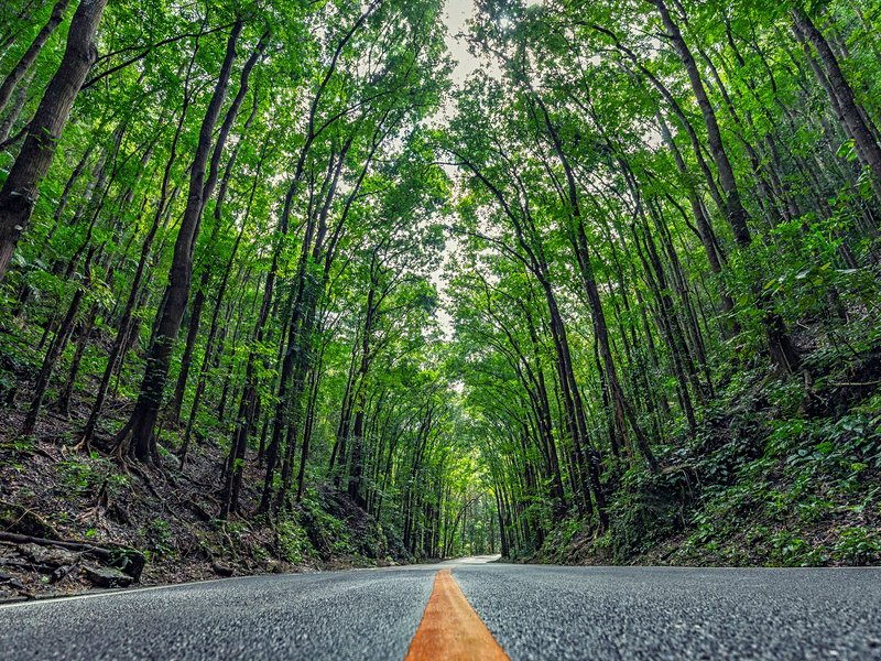 Traverser la forêt de Bilar (Man-made Forest)