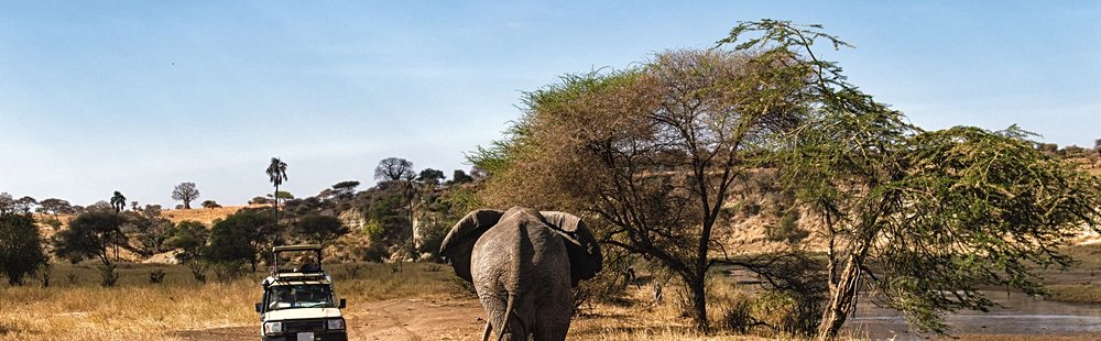 Faire un safari dans le Serengeti