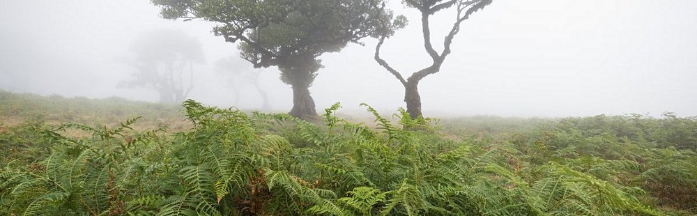 Forêt primaire de Fanal