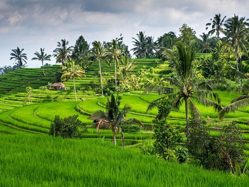 Les rizières d'Ubud