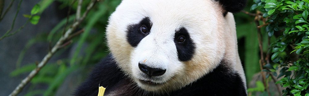Le zoo de Beauval