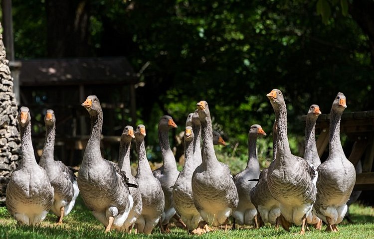 Ferme d'oies pour la fabrication du foie gras