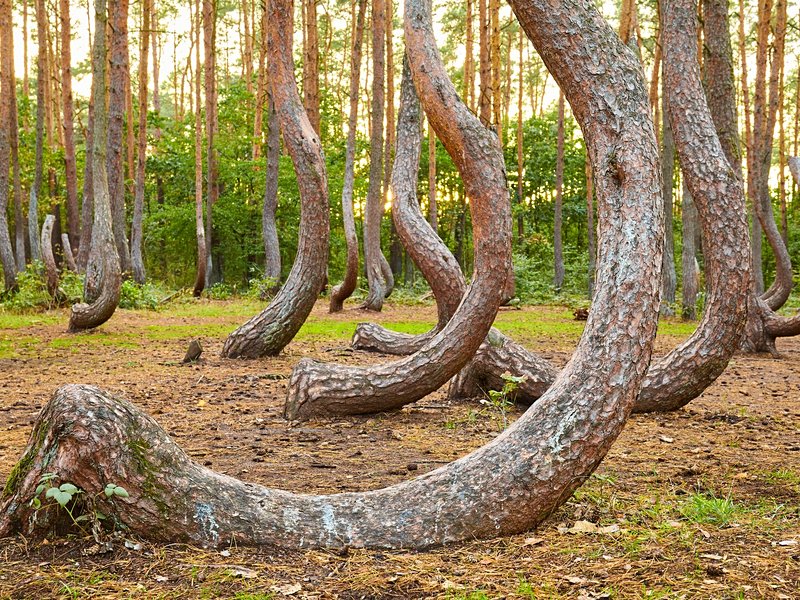 La forêt des arbres tordus, Gryfino