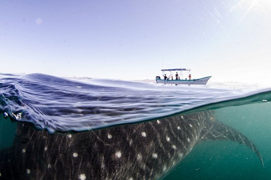 Nager avec les requins-baleines