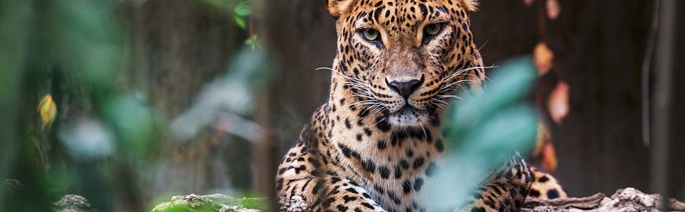 Parc national de Yala