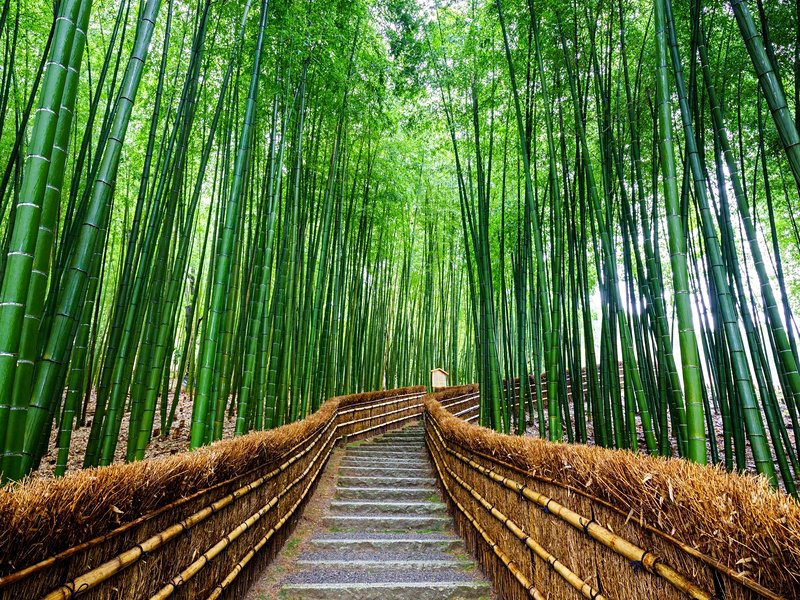 La forêt de bambou d’Arashiyama