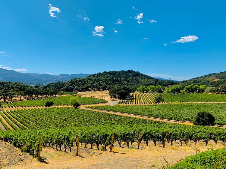 Route des vins de Napa Valley - États-Unis 3