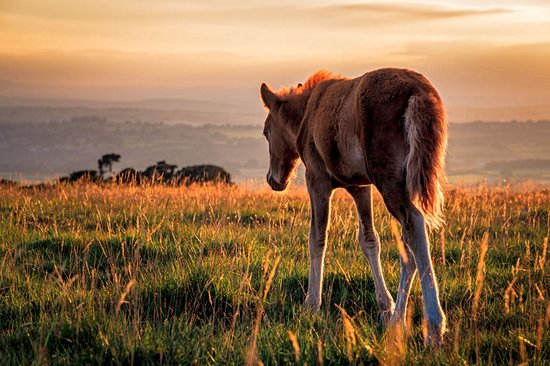 Dartmoor