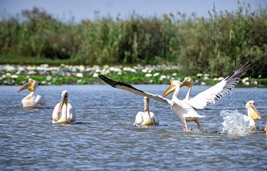Pélicans dans la réserve de Djoudj