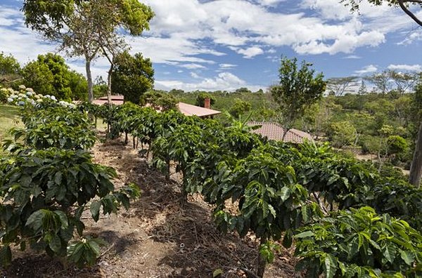 Visiter une plantation de café