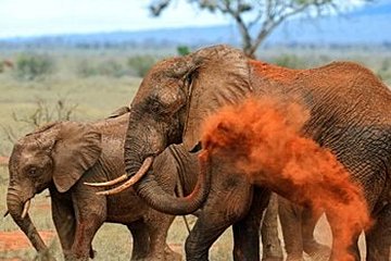 Parcs nationaux de Tsavo est et Tsavo ouest