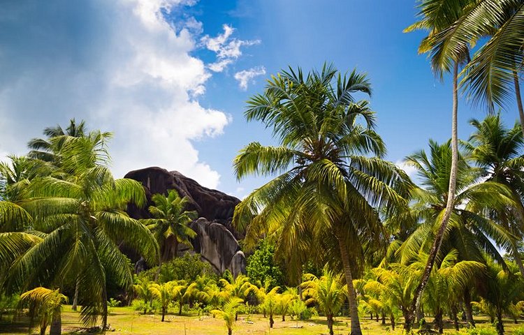 La cocoteraie de l'Union Estate à la Digue