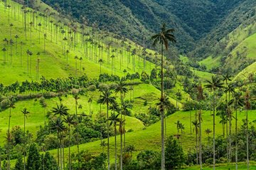 Vallée de la Cocora