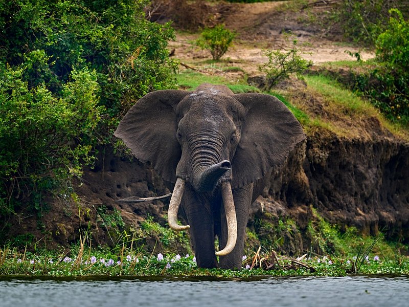 Parc national Murchison Falls