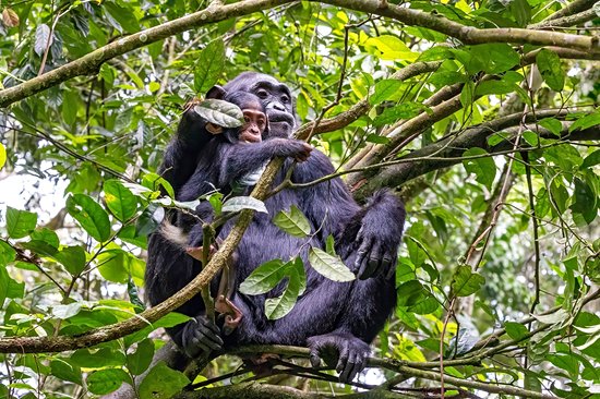 Parc national de Kibale
