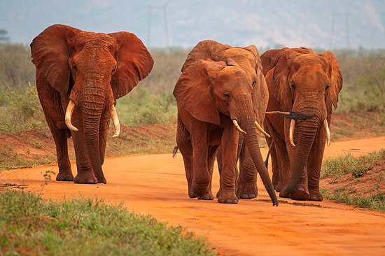 Observer les grands troupeaux d’éléphants rouges dans la savane africaine