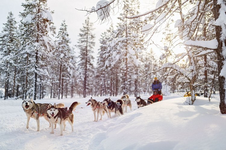 Faire du chien de traîneau et être musher d’un jour