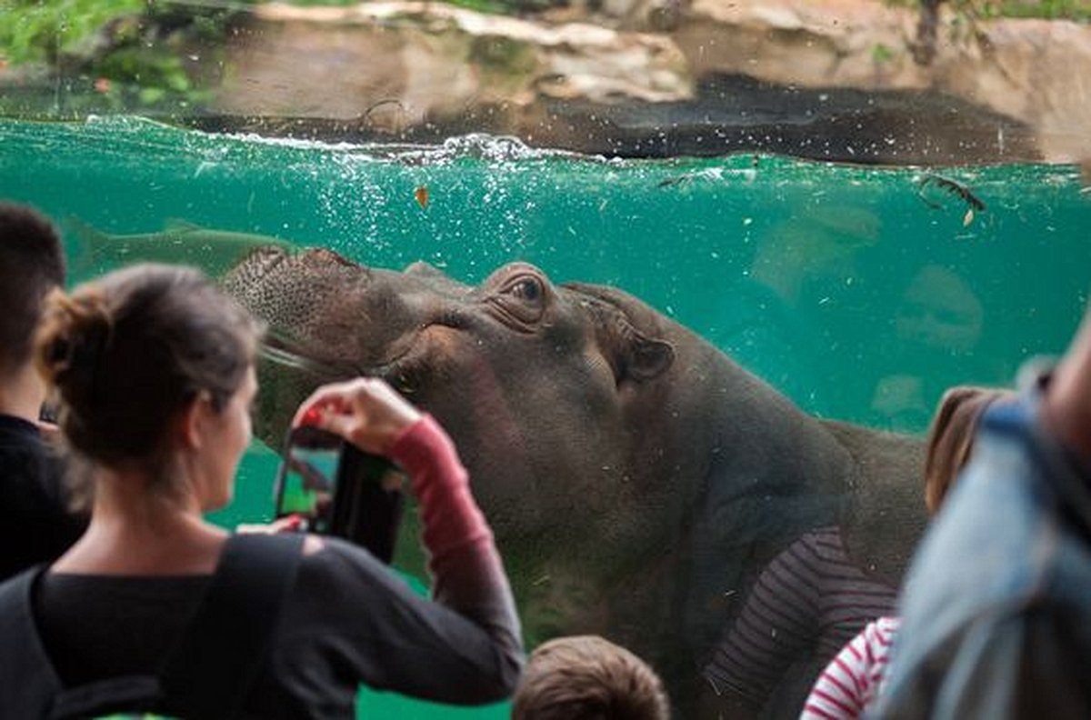 Observer des animaux au zoo de Beauval