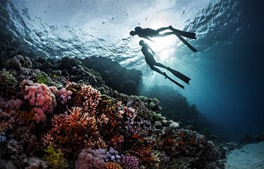 Les coraux de la Mer Rouge