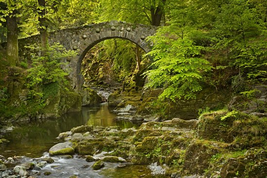 Tollymore Forest Park
