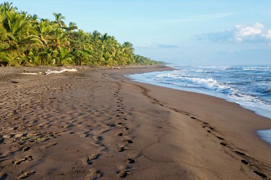 Le Parque Nacional Tortuguero