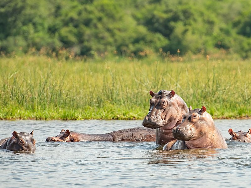 Parc national Murchison Falls