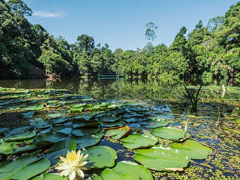La jungle et les montagnes de Bornéo