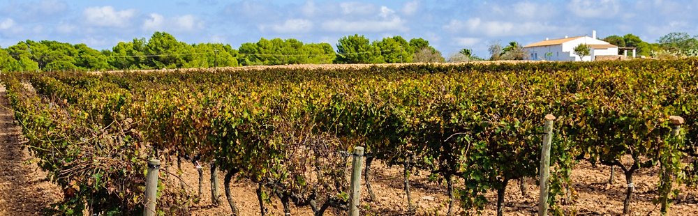 Visiter une cave à vins